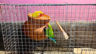 Nest box providing to my lovebird  how to nesting properly in a nestbox  lovebird breeding tips [upl. by Ecnerol576]