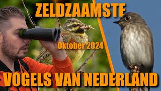 25 zeldzaamste vogels in Nederland oktober 2024 [upl. by Nirret213]