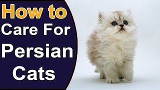 How To Care For Persian Cats  Things to Know About Persian Cats [upl. by Dawaj]