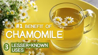 Chamomile Tea 101 Essential Info on this Worldwide Favorite [upl. by Ahsitaf453]