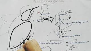 Plasmodium vivax life cycle Hindi Malaria [upl. by Zerlina]