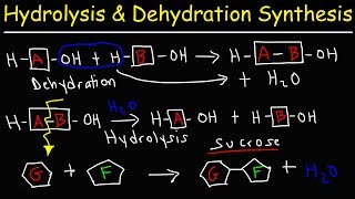 Hydrolysis and Dehydration Synthesis Reactions [upl. by Miche351]