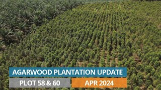 Agarwood Plantation Update Plot 58 60 May 2024 [upl. by Ardisj]