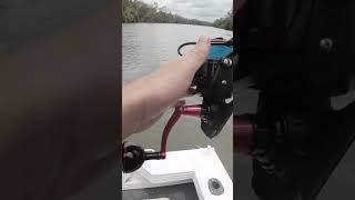 The Noosa River Is Full Of Sharks Bull shark fishing Video Out Now Go Check It Out sharks shorts [upl. by Tisbee]