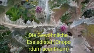 Die Eselsdistel Onopordum acanthium Lovenature [upl. by Akemej]