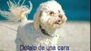 La oracion del perro [upl. by Nelly]