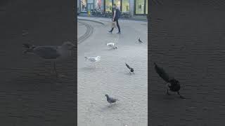 Seagull eat Pigeon after killing it [upl. by Inanuah]