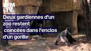 Deux gardiennes d’un zoo restent coincées dans l’enclos d’un gorille [upl. by Nnairda710]