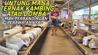 UNTUNG MANA TERNAK DOMBA ATAU KAMBING SIMAK PERBANDINGAN PERAWATANNYA [upl. by Nabetse]