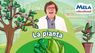 La struttura della pianta  Renato lo scienziato Educational MelaMusicTV ​ [upl. by Porter]