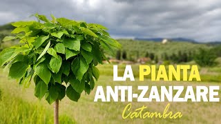 LA PIANTA ANTIZANZARE [upl. by Yenor]