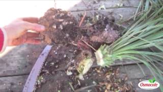 Garden Tutorial Dividing Yuccas For Propagation Yucca Rostrata [upl. by Eelsnia804]