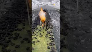 China Frog Farming ‼️😱💰chinafarmingchinafood frogfarm [upl. by Refinney]