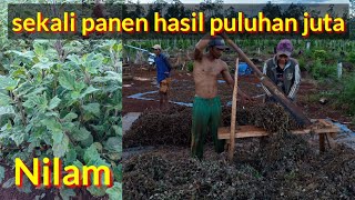 Peluang Tanam Nilam Sekali Panen Hasil Puluhan Juta [upl. by Stiruc172]