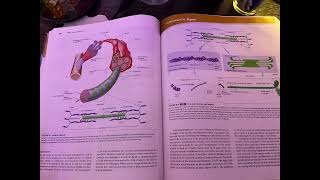 Muscular System 914 [upl. by Marlen]