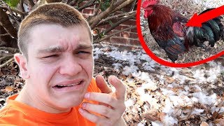 HE KILLED THEM ALL Chicken Murderer Caught [upl. by Denice]