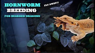 My Hornworm Breeding For Bearded Dragons Update [upl. by Shiri265]