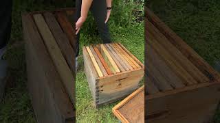 Cest raté pour cette fois apiculture abeille nature [upl. by Kenzi]