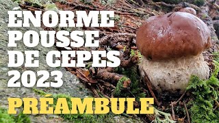 Préambule dune énorme pousse  LES SIGNES  Saison des cèpes 2023 cèpes champignons [upl. by Dreher649]