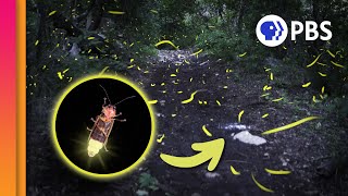 Why Do Fireflies Have Blinky Bottoms [upl. by Roberta476]