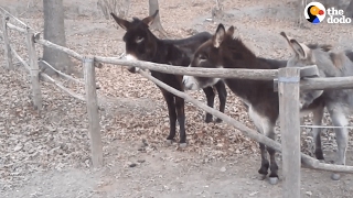 Donkey Knows Exactly How To Help His Friends Over This Fence [upl. by Orat]