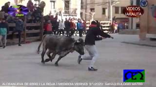 ALDEANUEVA DE EBRO LA RIOJA AL MEDIODÍA VACAS EN CALLE VIERNES 3 ENERO 2020 EULOGIO [upl. by Eitisahc]