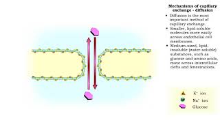 Mechanisms of capillary exchange [upl. by Ignatia741]