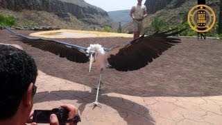 Marabou Stork  The Undertaker Bird is showing of in the heat [upl. by Landers]