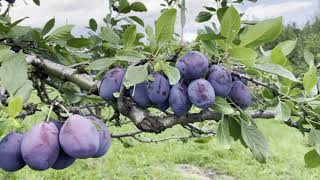 4k Video Beautiful Italian Prune Plum Ripe Blue Plum On The Plum Tree Fresh Fruit Farm Picking🌳USA [upl. by Lamprey]