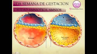 segunda semana  embriologia formación del disco bilaminar saco vitelino cavidad amniótica ✅ [upl. by Hinda]