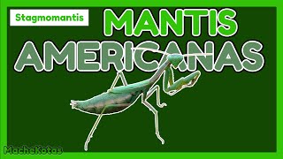 📗GUÍA DE CUIDADOS COMPLETA  Mantis del Noroeste Stagmomantis [upl. by Akinehs]