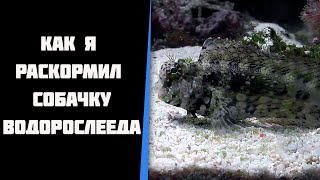 Как я раскормил собачку водорослееда Salarias Fasciatus Раскорм морской рыбы [upl. by Mitchael]