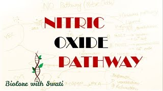 Nitric Oxide Pathway  NO pathway  cGMP Pathway [upl. by Wane]