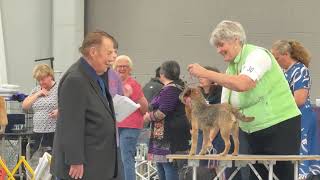 2024–1101 Border Terrier Breed Partial Judging  Day 3 Doswell VA [upl. by Reuben]