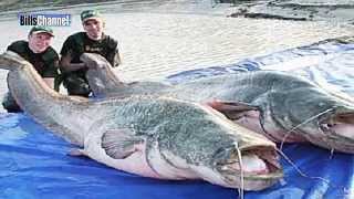 Worlds Biggest Catfish [upl. by Ellenad]