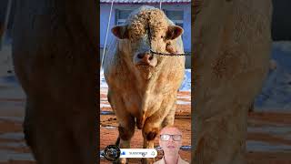 Majestic White Cow Up Close cow cowbeauty shortvideos bull animals [upl. by Haisa]