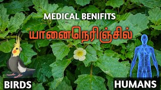 Medical benifits of Yaanai Nerinjil  தமிழ்   Birds amp Humans  Best cockatiel Caring tips [upl. by Aerdied35]