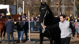 🐎 Pferdemarkt Geislingen an der Steige am 13022024 🐎 GeislingenanderSteige73312 [upl. by Amoakuh]