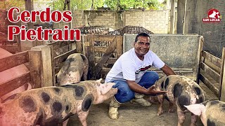 Cerdos raza Pietrain  Ventajas y desventajas  Granja San Lucas [upl. by Angadreme423]