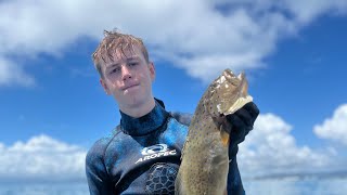 MAGNETIC ISLAND  SPEARFISHING [upl. by Leahsim353]