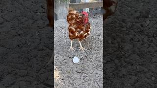 Molting season backyardanimals chickens hens molting moltinghens [upl. by Idnod]