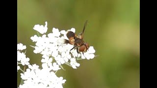 Sluipvlieg Ectophasia crassipennis mannetje [upl. by Flowers]