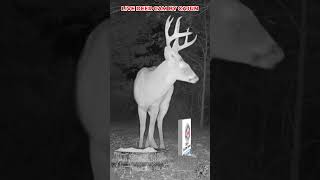 Whitetail Buck on Cajun’s Live Deer Cam deer deerseason2024 deerlovebigbuckdraw whitetailbucks [upl. by Madison652]