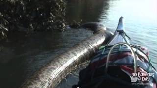 Worlds Biggest Snake Discovered In Brazil Forrest Real Or Fake [upl. by Aicilehp]