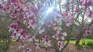 Magnolia Trees in Bloom in Meadowbrook Garden [upl. by Col]