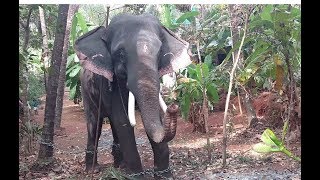 അഴകുള്ള രാമൻ ആരും നോക്കി നിന്ന് പോകും  ഊട്ടോളി രാമൻ  UTTOLY RAMAN  THE BEAUTIFUL ELEPHANT [upl. by Analart]