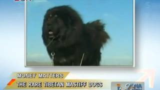 Rare Tibetan Mastiff Dogs in China  China Price Watch  January 07 2014  BONTV China [upl. by Eelak471]