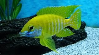 Stunning African Cichlids  The Sunshine Benga  Aulonocara Baenschi [upl. by Rhu]