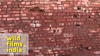 Bullet marks at Jallianwala Bagh  Amritsar [upl. by Esyak]