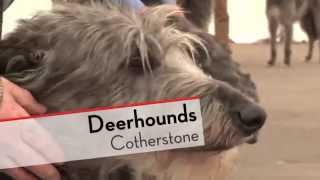 Deerhounds  Bests of Breed [upl. by Ahsieit]